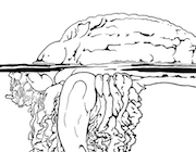 Portuguese Man o' War Coloring Page