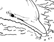 Realistic Bottlenose Dolphin Coloring Page
