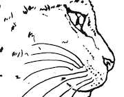 Realistic Siamese Cat Coloring Page