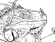 Realistic green iguana coloring page
