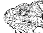 Realistic green iguana coloring page