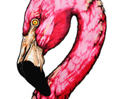 Pink Flamingo drawing