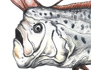 Oarfish realistic drawing