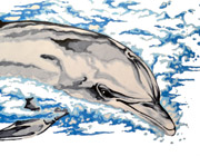 Bottlenose Dolphin drawing