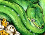 Green Tree Python drawing